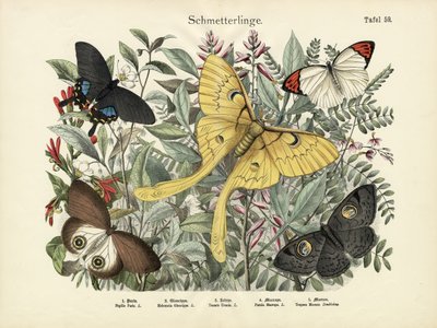 Butterflies by German School